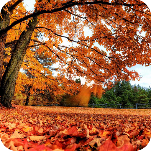 Romantic Autumn Wallpapers icon