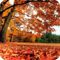 Romantic Autumn Wallpapers on 9Apps