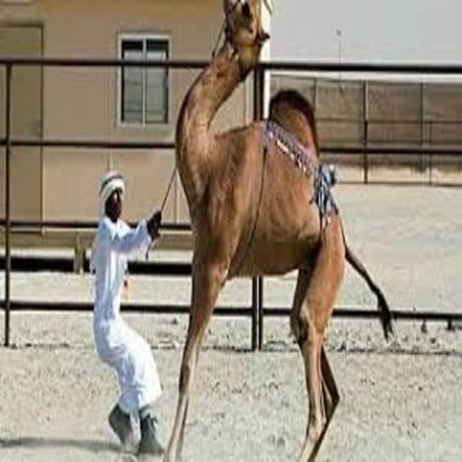 Bakra Eid Qurbani Game icon