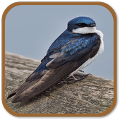 Swallow Sounds icon