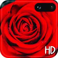 Red Rose Live Wallpaper :HD 2020 on 9Apps