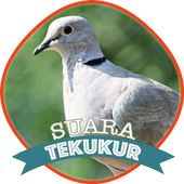ikon Suara Burung Tekukur