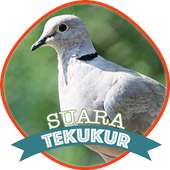 Suara Burung Tekukur