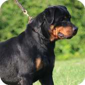 Rottweiler Dog Wallpaper on 9Apps