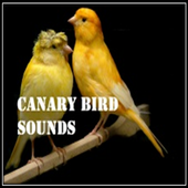 Canary bird Sounds icon