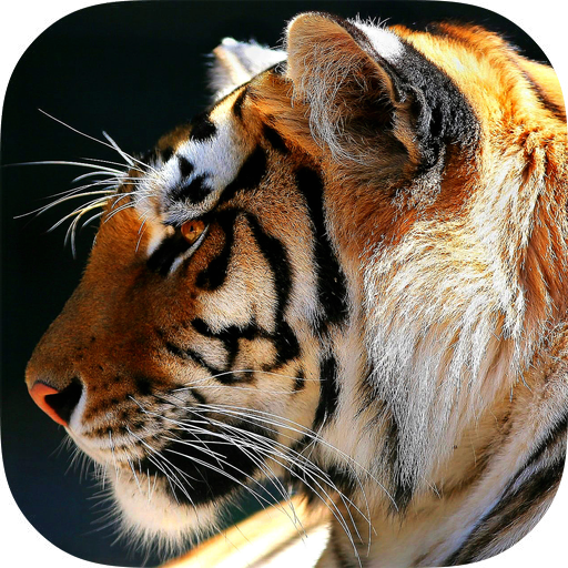 Animals Backgrounds icon