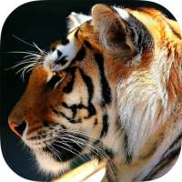 Animals Backgrounds on 9Apps