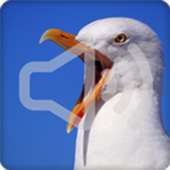 Seagull Bird Sounds Ringtone icon