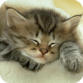 Sleeping Cat Live Wallpaper icon