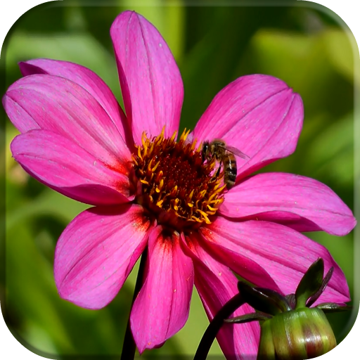 Insects LWP icon