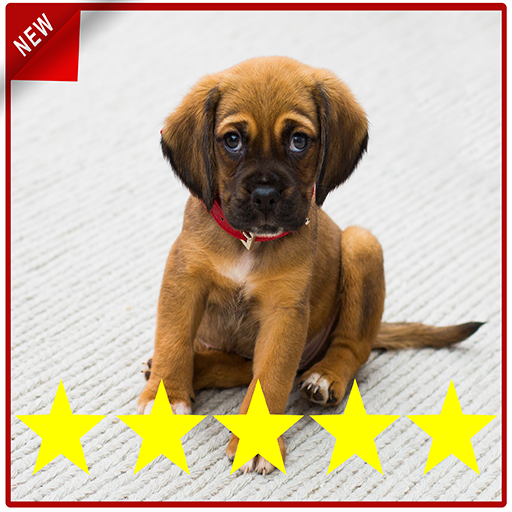 Puppy Training Puppy Perfect icon
