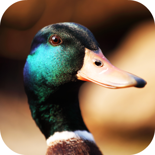 Duck Sounds icon