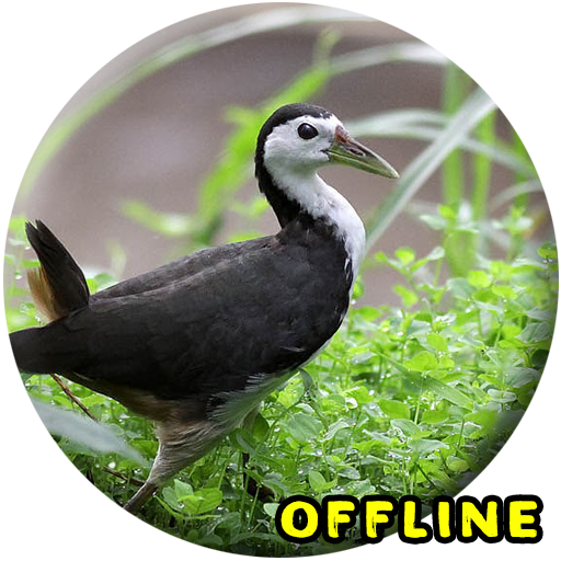 Bunyi burung Ruak Ruak MP3 icon