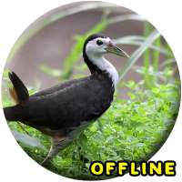 Bunyi burung Ruak Ruak MP3 on 9Apps