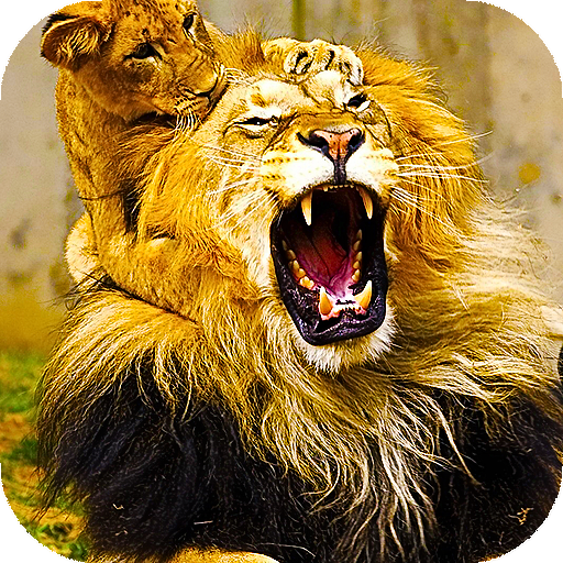Lion Live Wallpaper (Wallpapers &amp; Backgrounds) icon