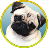 Pugs Wallpapers icon