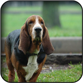 Hound Wallpapers icon