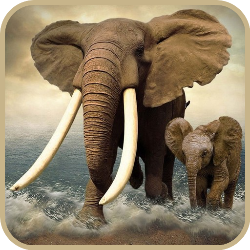 Elephant Wallpaper icon