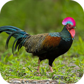 Junglefowl Sounds icon