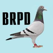 BD Racing Pigeon Database icon