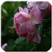 Flowers - HD Wallpapers icon