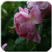 Flowers - HD Wallpapers on 9Apps