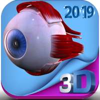 Human eye anatomy 3D
