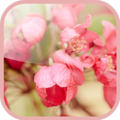 Apple Tree Live Wallpaper icon