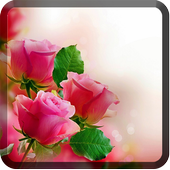 Roses Wallpapers for Chat иконка