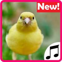 Canary Sounds, Chants and tones free