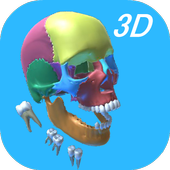 Dental Anatomy &amp; Skull icon