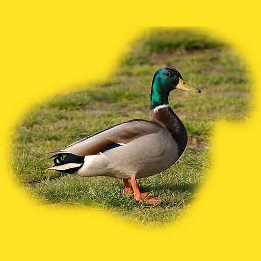 Animals and Sounds icon