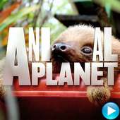 Animal Planet: Channel on 9Apps