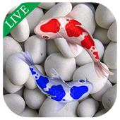 Koi Fish Live In Water Wallpaper icon