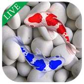 Koi Fish Live In Water Wallpaper on 9Apps