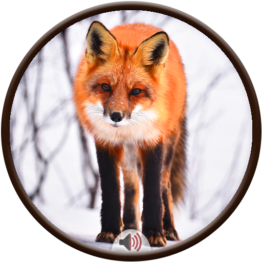 Fox Sounds icon