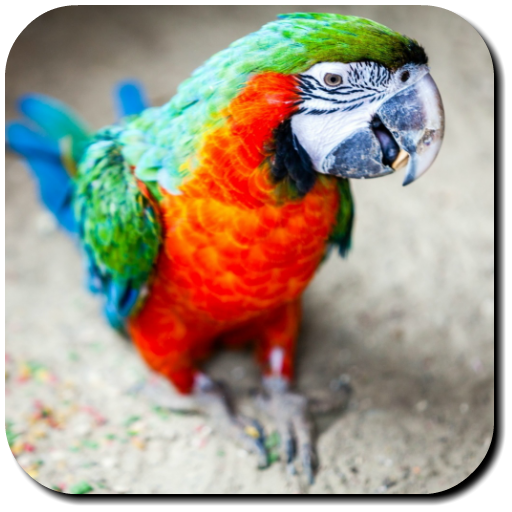 Parrot Wallpapers icon
