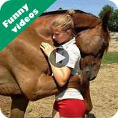 Funny videos for whatsapp