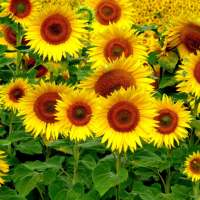 Sunflowers HD Live Wallpaper