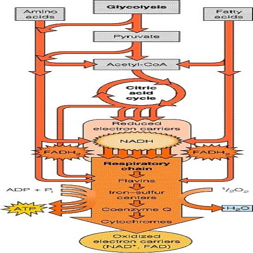 Carbohydrate Metabolism иконка
