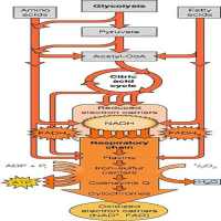 Carbohydrate Metabolism