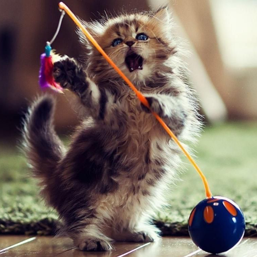 Cat Pictures - Best Cat Backgrounds Ever icon