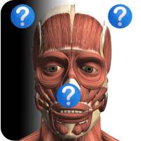 Anatomy Quiz on 9Apps