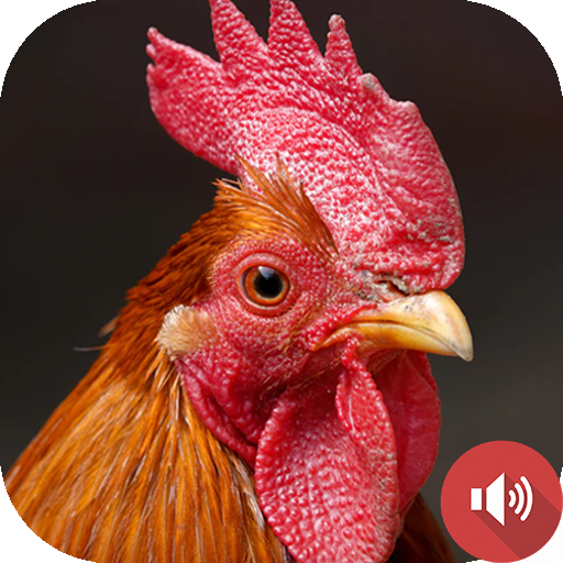 Rooster Sounds icon