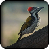 Woodpecker Wallpapers icon