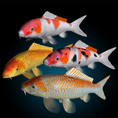 Koi Fish Live Wallpaper icon