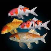 Koi Fish Live Wallpaper on 9Apps