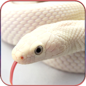 HD Snake Wallpapers icon