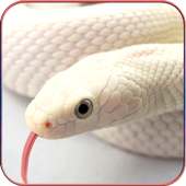 HD Snake Wallpapers on 9Apps