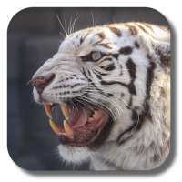 Bengal tiger live wallpaper on 9Apps